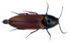 Ampedus sp.